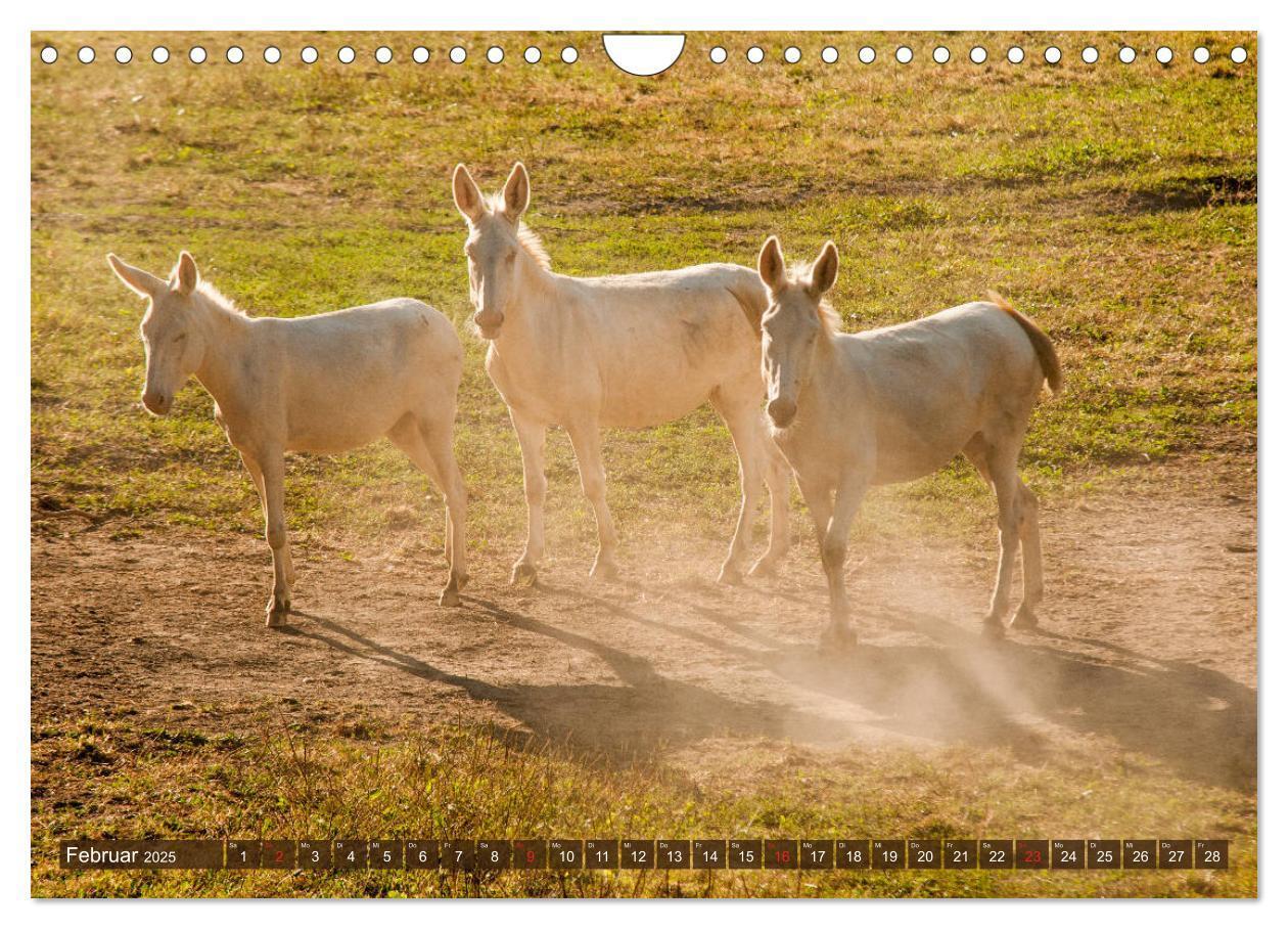 Bild: 9783435269723 | Liebenswerte Langohren - Die Schönheit der Esel (Wandkalender 2025...