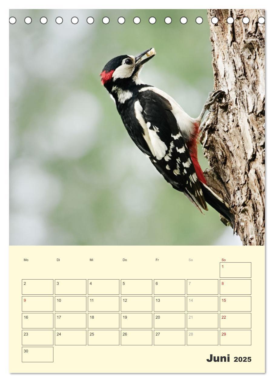 Bild: 9783435910656 | Vogelwelt an der Sieg (Tischkalender 2025 DIN A5 hoch), CALVENDO...