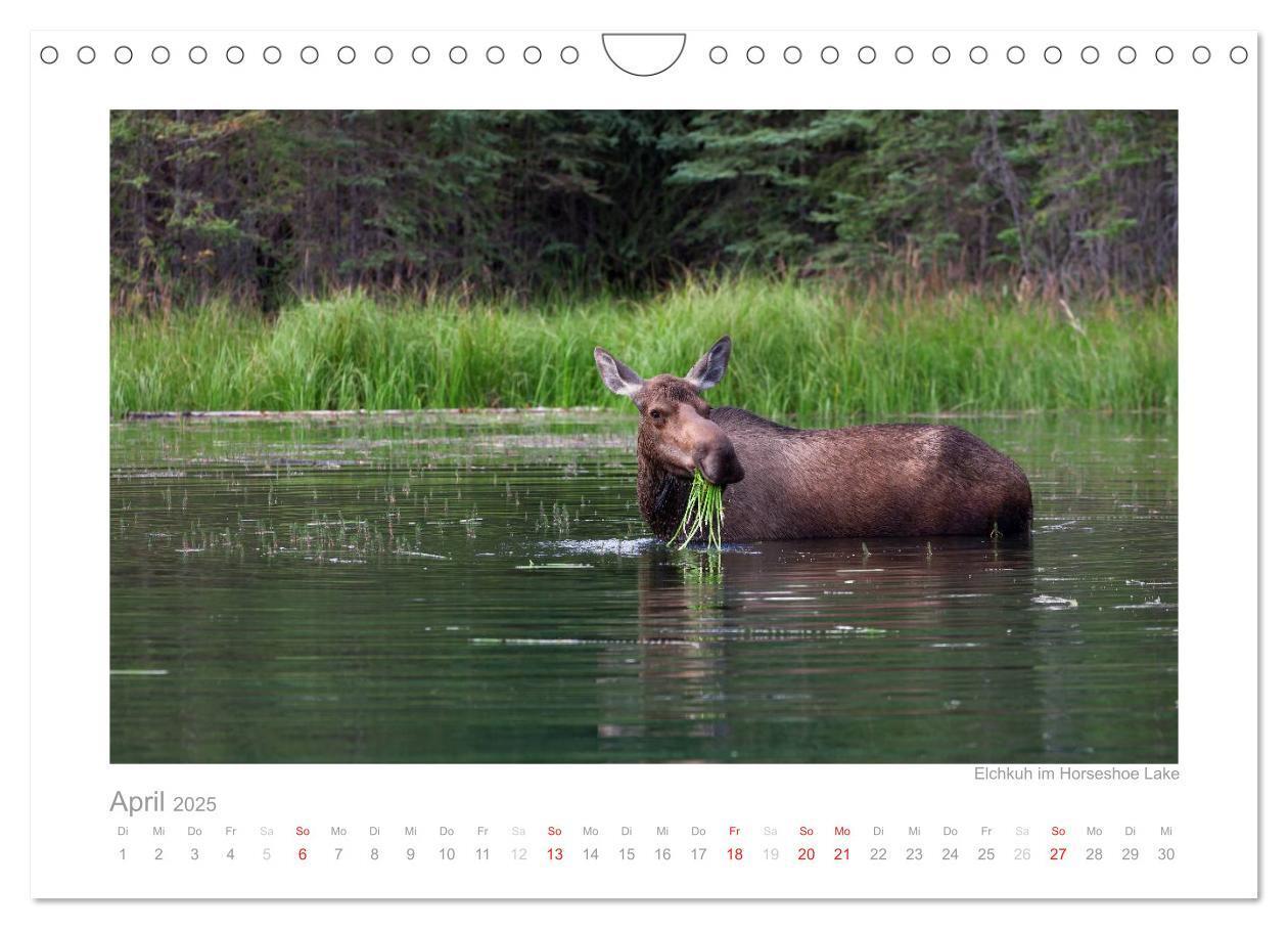 Bild: 9783435822430 | Alaska 2025 (Wandkalender 2025 DIN A4 quer), CALVENDO Monatskalender