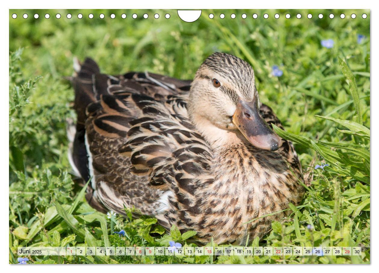 Bild: 9783435116225 | Wunderschöne Stockenten - Europäische Wasservögel (Wandkalender...