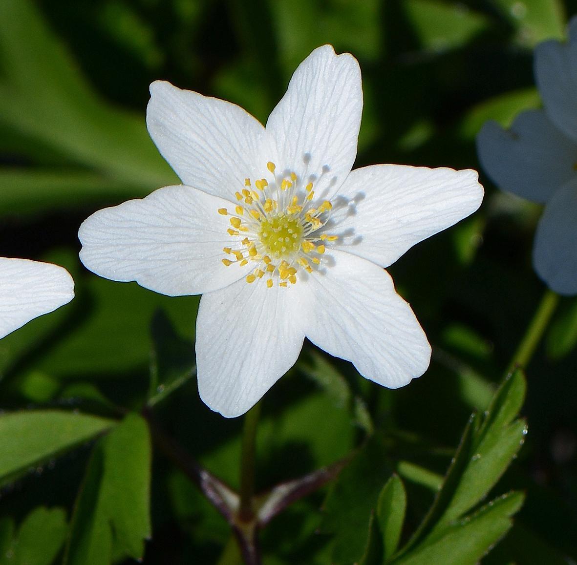 Bild: 9783968490441 | Frühblüher. Heimische Arten. | Frühlingsblumen bestimmen &amp; erkennen