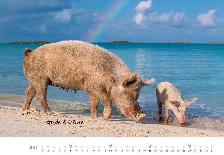 Bild: 9783966648332 | Schweine Kalender 2025 | Der Tierkalender mit den charmanten Namen