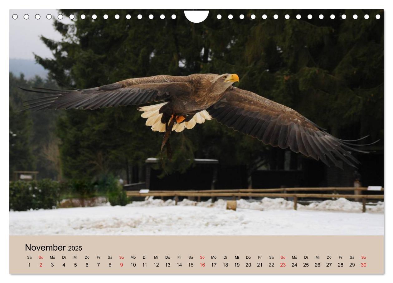 Bild: 9783435515493 | Der Steinadler. Majestätischer Greifvogel (Wandkalender 2025 DIN A4...