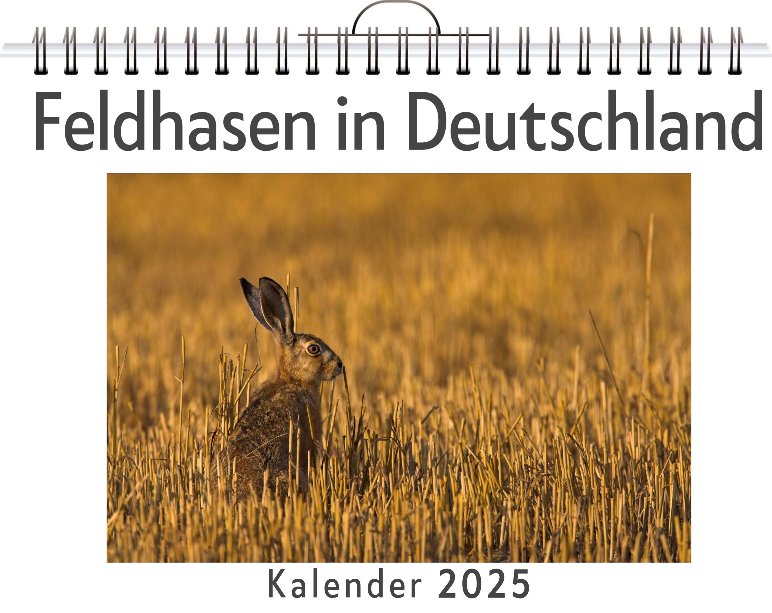 Cover: 9783759125019 | Feldhasen in Deutschland | Ella Richter | Kalender | Kalender | 14 S.