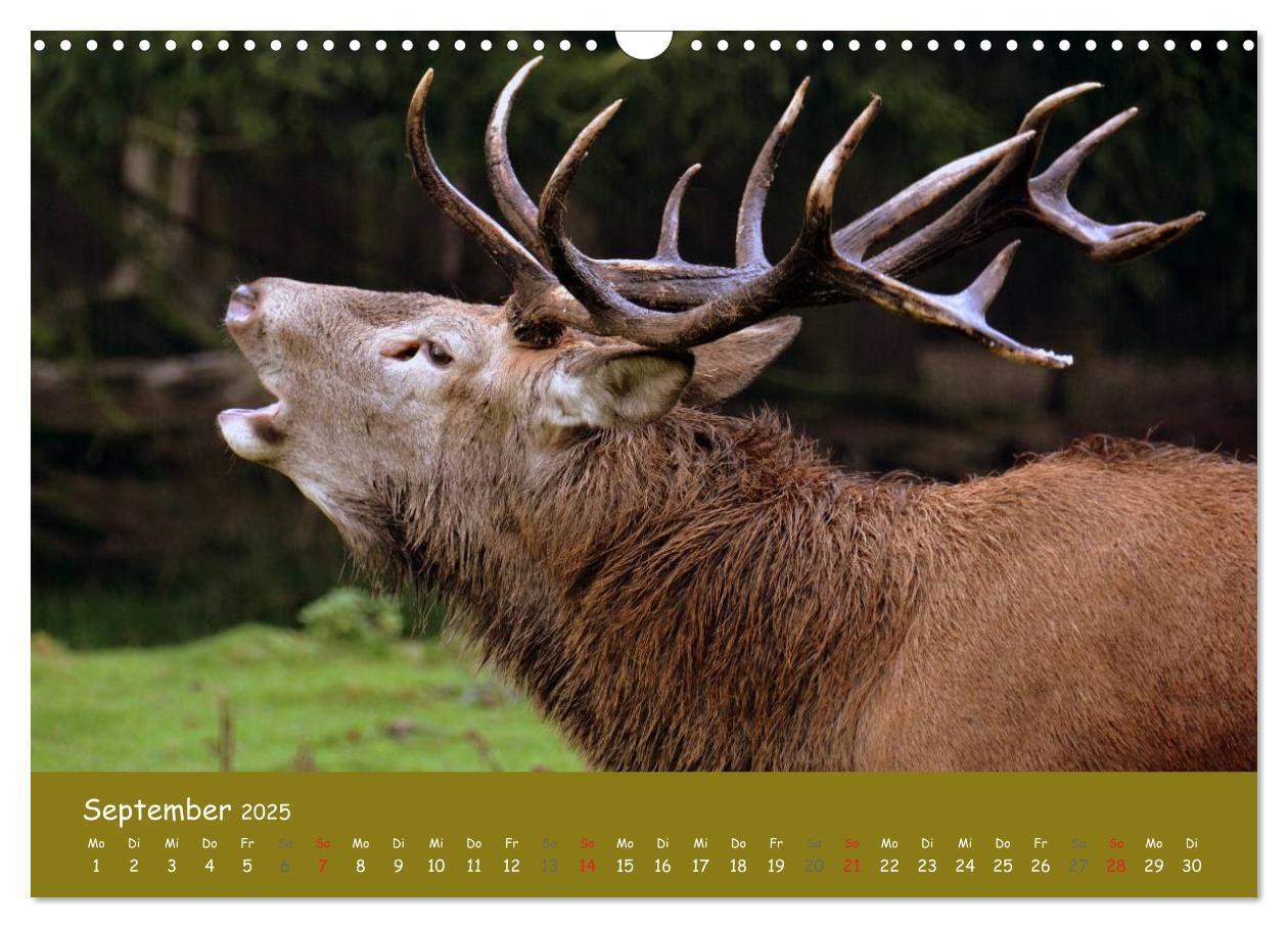 Bild: 9783435634569 | Begegnungen. DER HIRSCH (Wandkalender 2025 DIN A3 quer), CALVENDO...