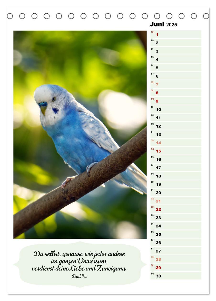 Bild: 9783435889655 | Niedliche Wellensittiche (Tischkalender 2025 DIN A5 hoch), CALVENDO...