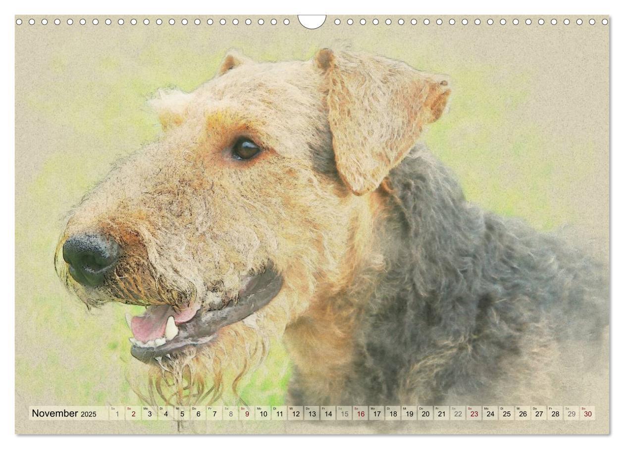 Bild: 9783435627264 | Airedale Terrier 2025 (Wandkalender 2025 DIN A3 quer), CALVENDO...