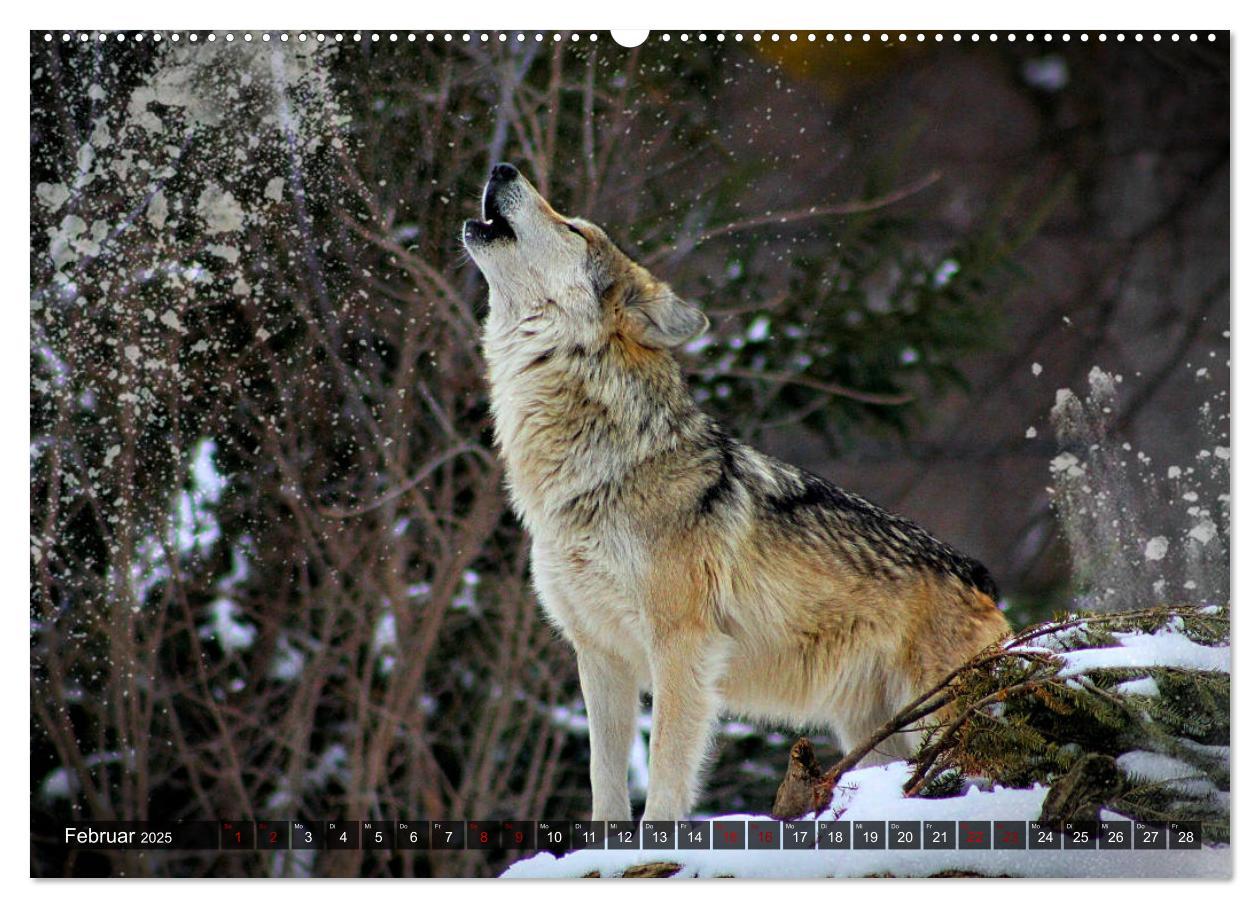 Bild: 9783435259519 | Begegnung mit dem Wolf (hochwertiger Premium Wandkalender 2025 DIN...