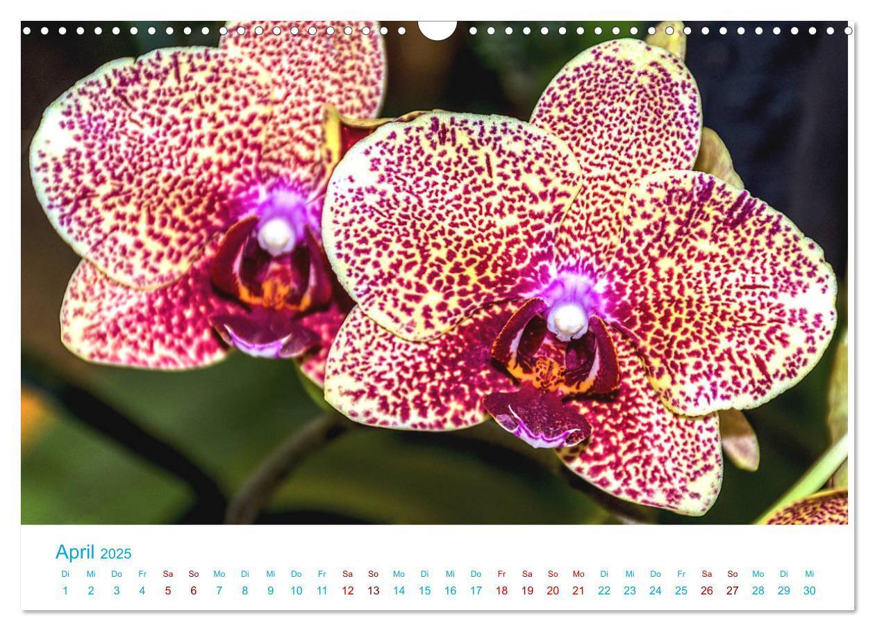 Bild: 9783435285501 | Die Königin der Blumenwelt, die Orchidee (Wandkalender 2025 DIN A3...