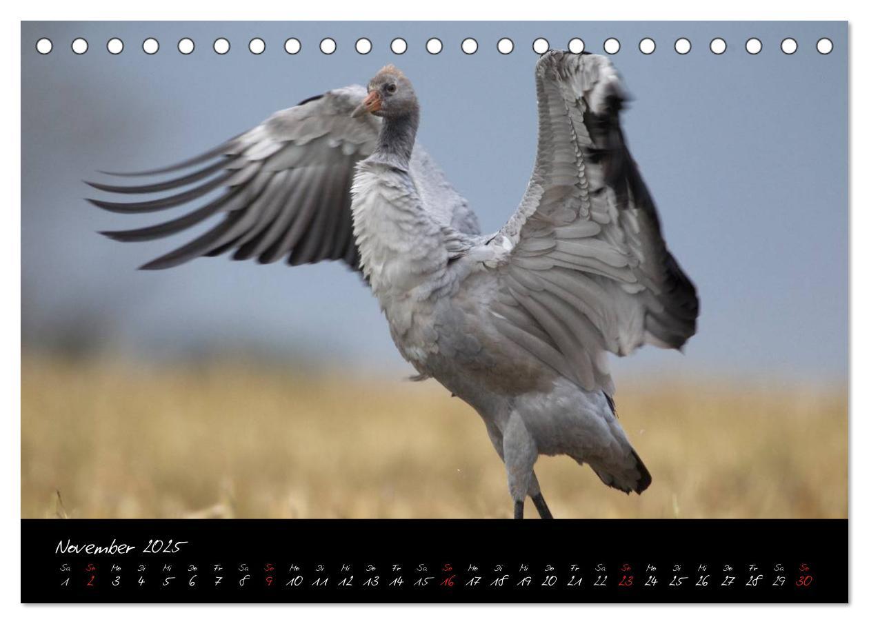 Bild: 9783435808489 | Kraniche - Vögel des Glücks (Tischkalender 2025 DIN A5 quer),...