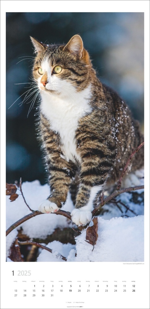 Bild: 9783839900567 | Katzen Kalender 2025 | Kalender | Spiralbindung | 14 S. | Deutsch