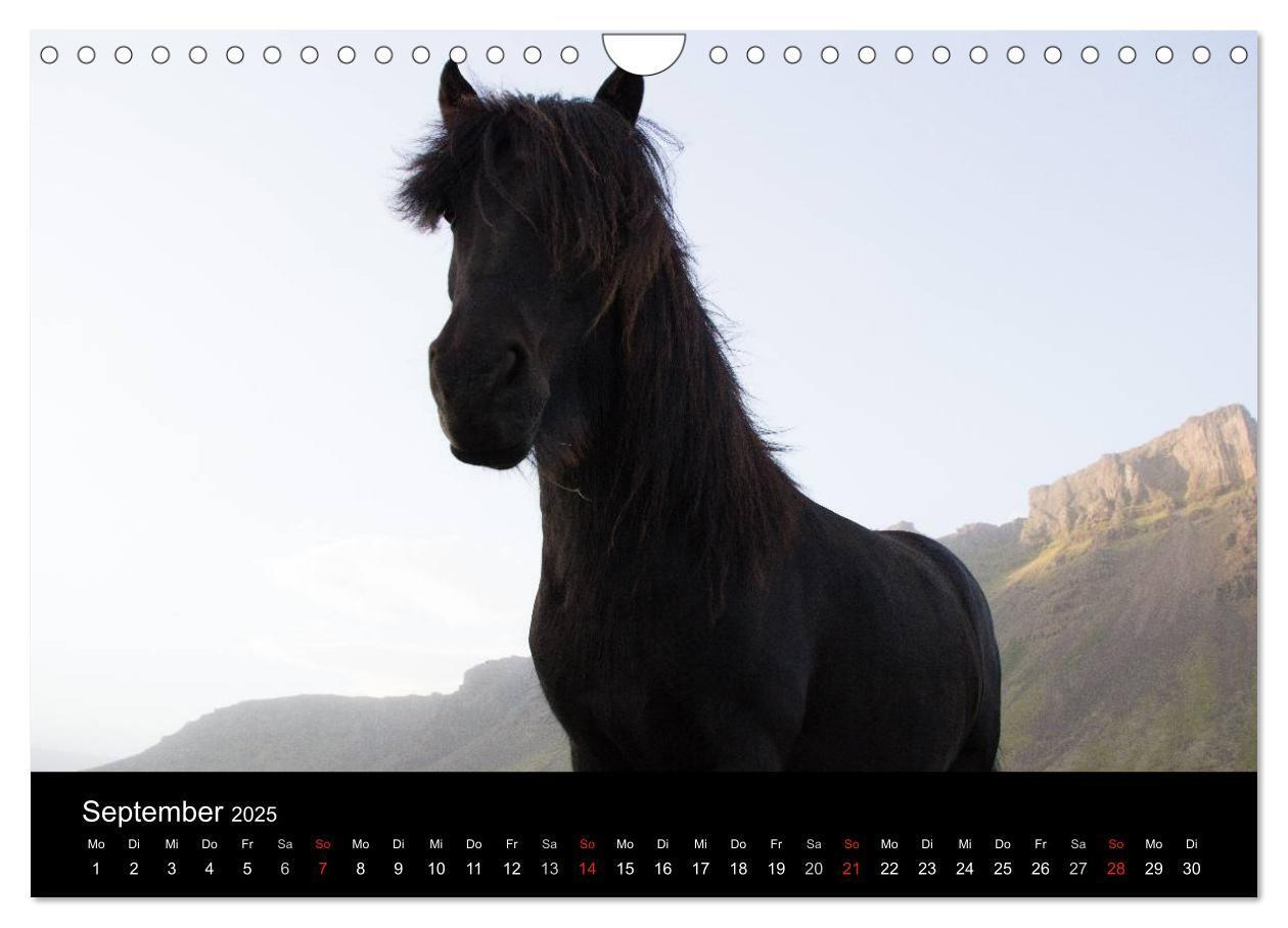 Bild: 9783435831739 | Islandpferde (Wandkalender 2025 DIN A4 quer), CALVENDO Monatskalender