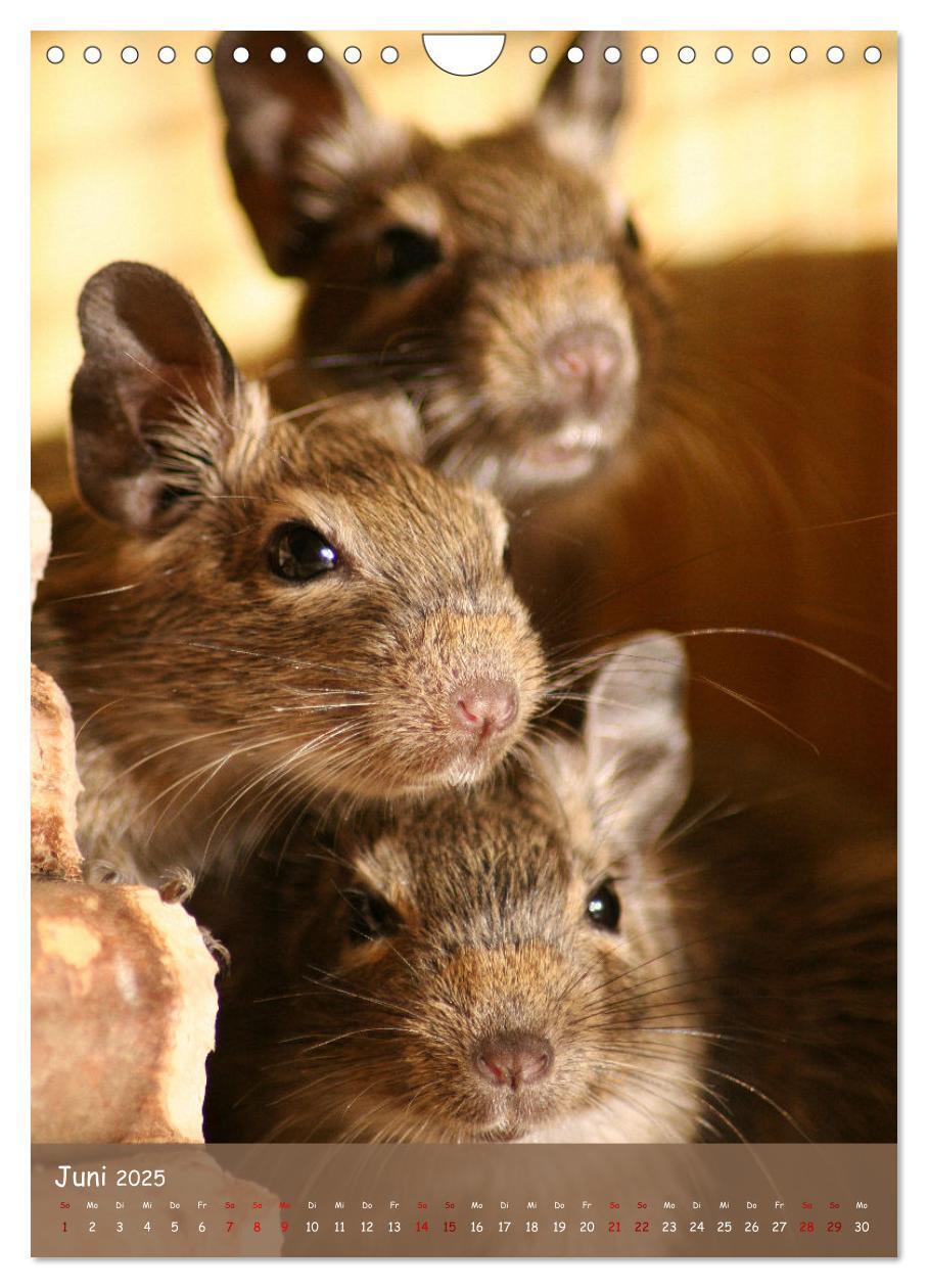 Bild: 9783435865277 | Degus - Winzlinge mit großem Herz (Wandkalender 2025 DIN A4 hoch),...