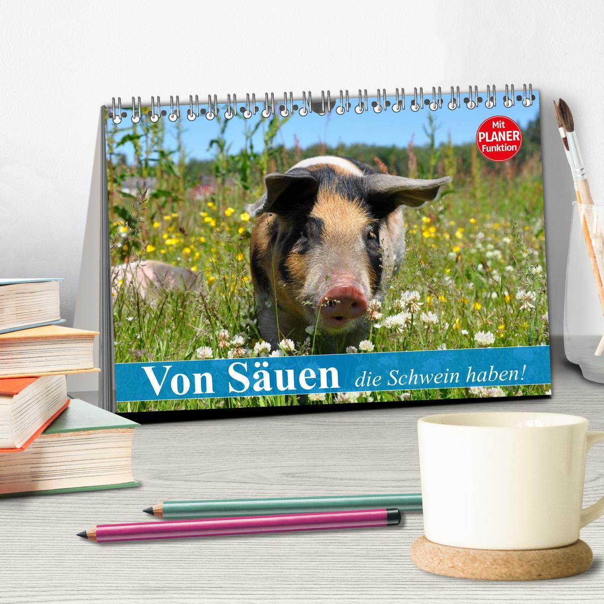 Bild: 9783435529421 | Von Säuen die Schwein haben! (Tischkalender 2025 DIN A5 quer),...