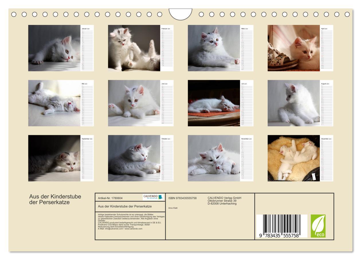 Bild: 9783435555758 | Aus der Kinderstube der Perserkatze (Wandkalender 2025 DIN A4...