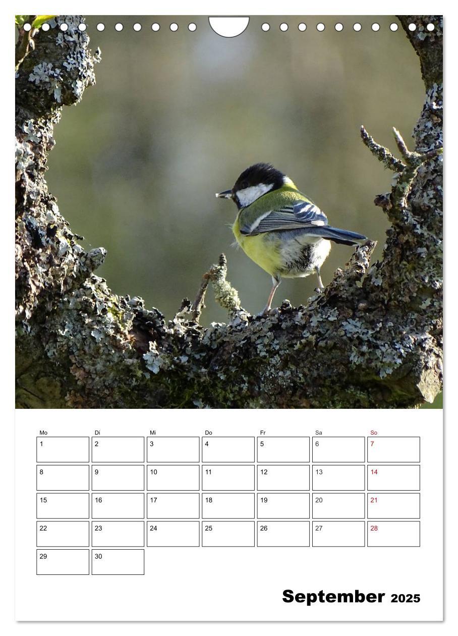 Bild: 9783457042380 | Amsel, Drossel, Fink und Star - beobachtet (Wandkalender 2025 DIN...