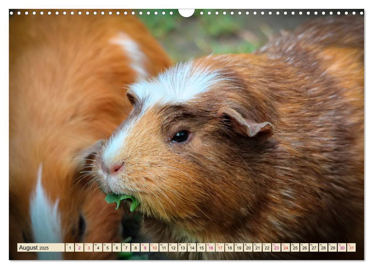 Bild: 9783435364930 | Meerschweinchen - so süß (Wandkalender 2025 DIN A3 quer), CALVENDO...