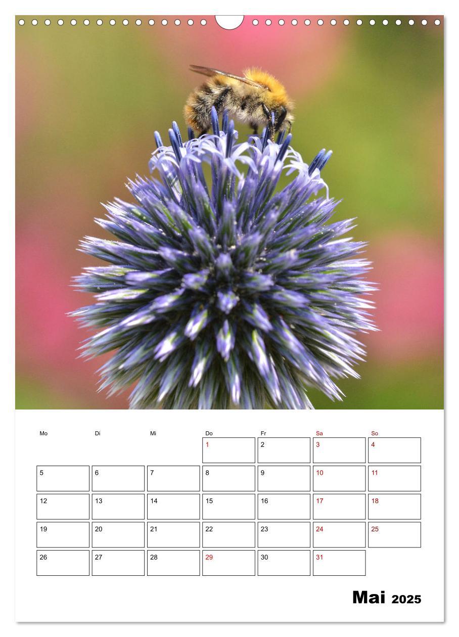 Bild: 9783435879168 | Hummeln und Bienen Terminplaner (Wandkalender 2025 DIN A3 hoch),...