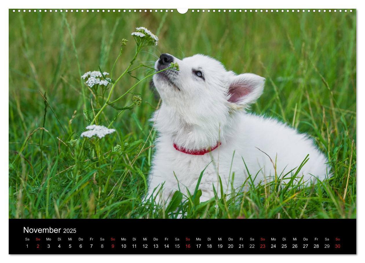 Bild: 9783435758722 | Weißer Schweizer Schäferhund - Ein Tag im Leben einer Hundefamilie...