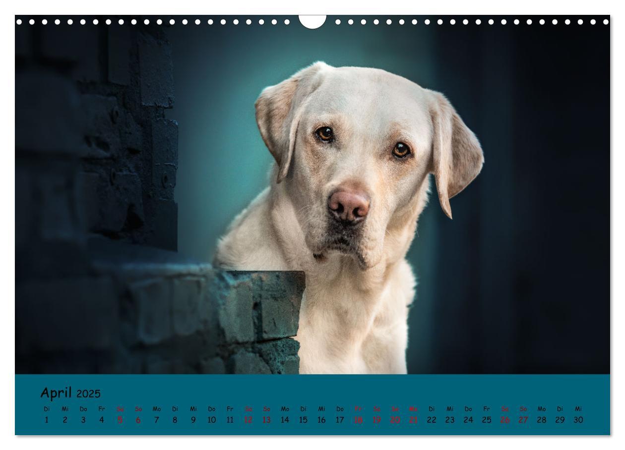 Bild: 9783383960284 | Labrador Retriever - Vielfalt auf Vier Pfoten (Wandkalender 2025...