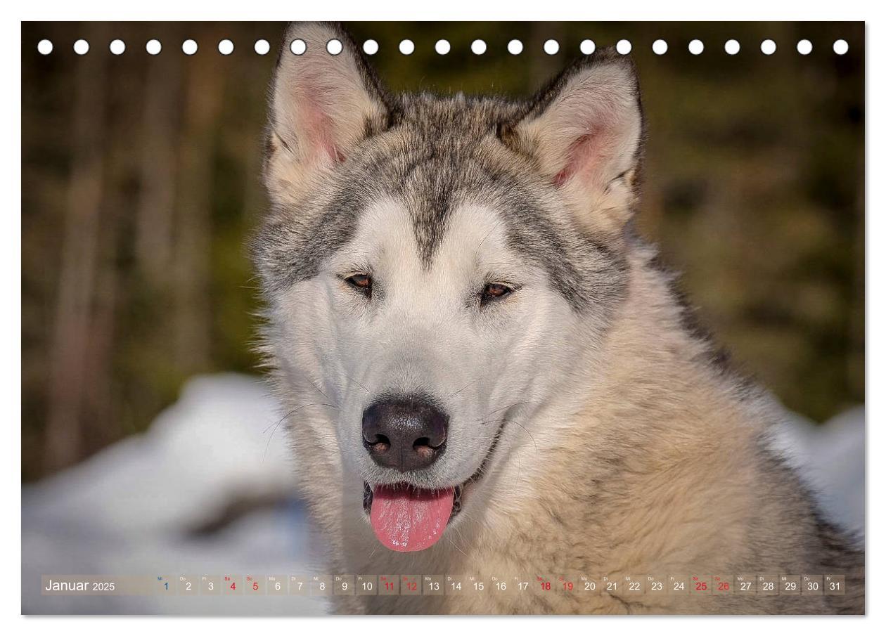 Bild: 9783435213283 | Alaskan Malamute in seinem Element (Tischkalender 2025 DIN A5...