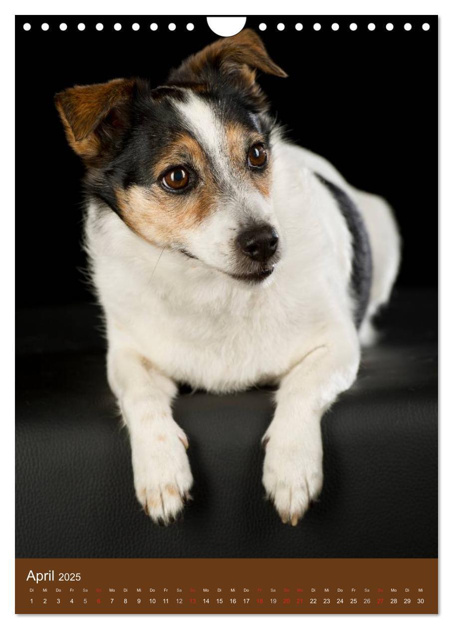 Bild: 9783457064986 | Jack Russell Terrier (Wandkalender 2025 DIN A4 hoch), CALVENDO...