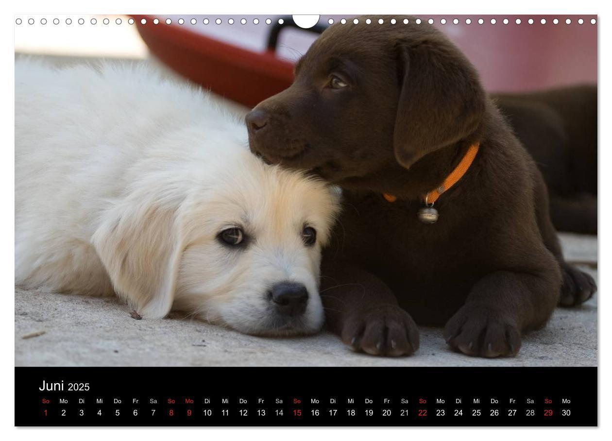 Bild: 9783435834013 | Hundewelpen (Wandkalender 2025 DIN A3 quer), CALVENDO Monatskalender