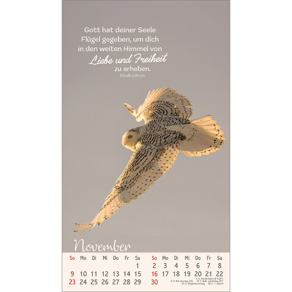 Bild: 9783754879757 | Beflügelt und geborgen | Vögel 2025 | Kalender | 13 S. | Deutsch