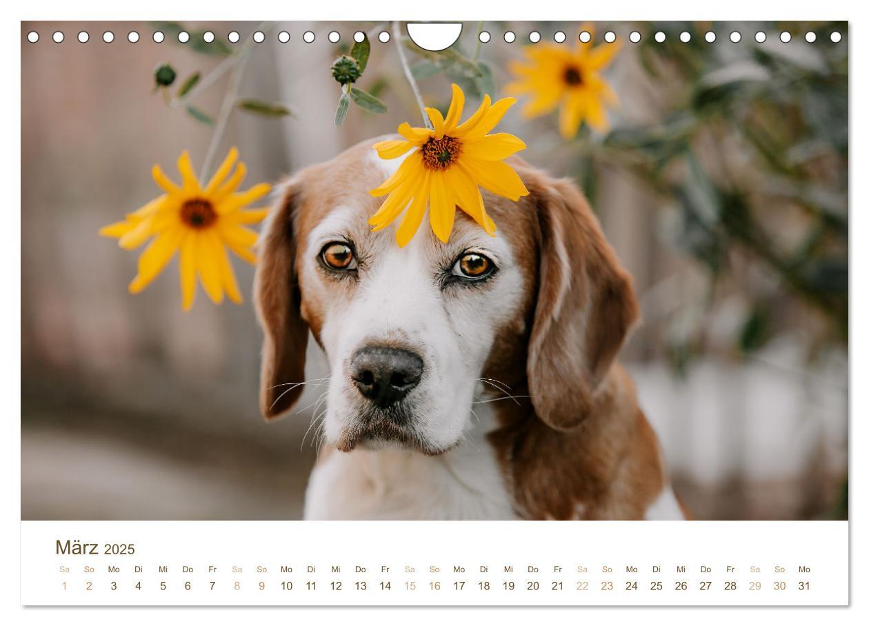 Bild: 9783435018499 | Beagle - Unser treuer Begleiter (Wandkalender 2025 DIN A4 quer),...