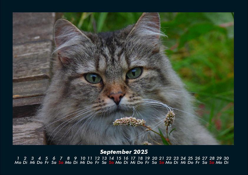 Bild: 9783755970750 | Für Katzenfreunde 2025 Fotokalender DIN A4 | Tobias Becker | Kalender