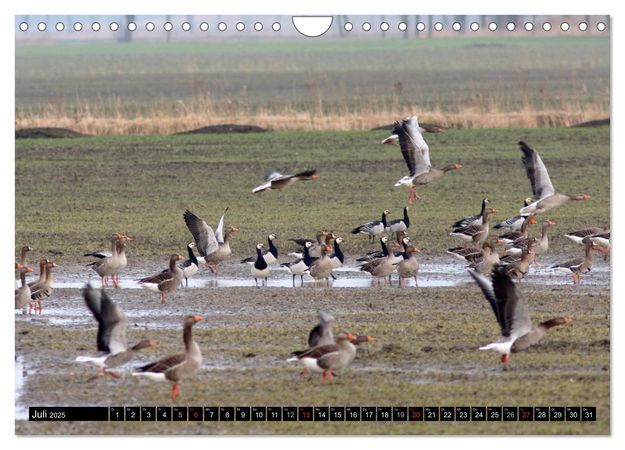 Bild: 9783435377060 | Gefiederte Schönheiten - Wildgänse in Norddeutschland (Wandkalender...