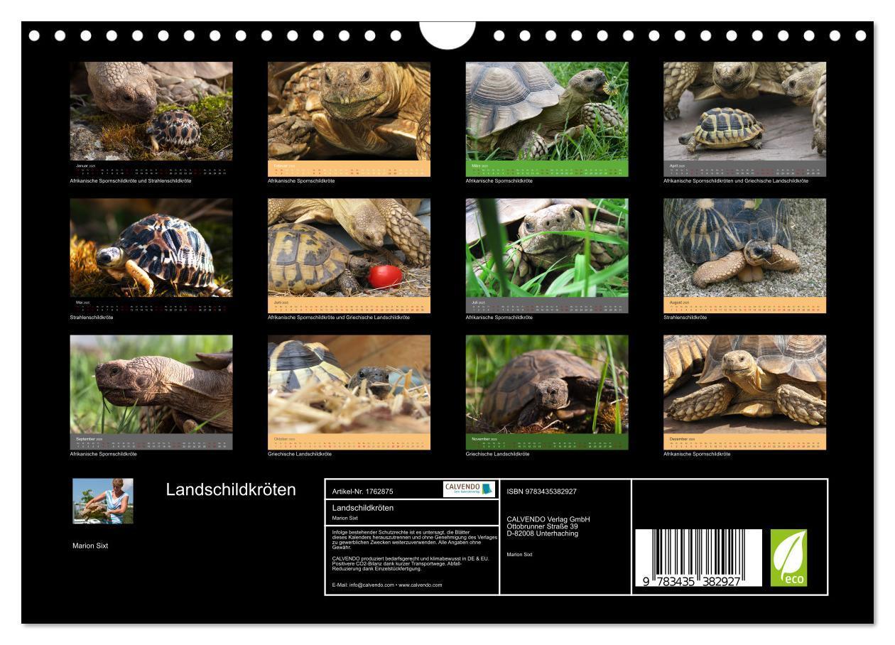 Bild: 9783435382927 | Landschildkröten (Wandkalender 2025 DIN A4 quer), CALVENDO...