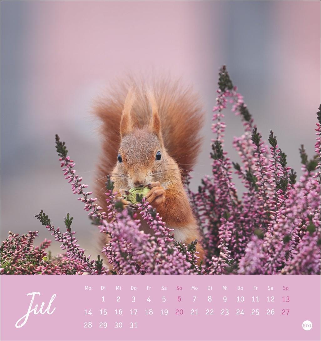 Bild: 9783756407071 | Eichhörnchen Postkartenkalender 2025 | Heye | Kalender | Spiralbindung