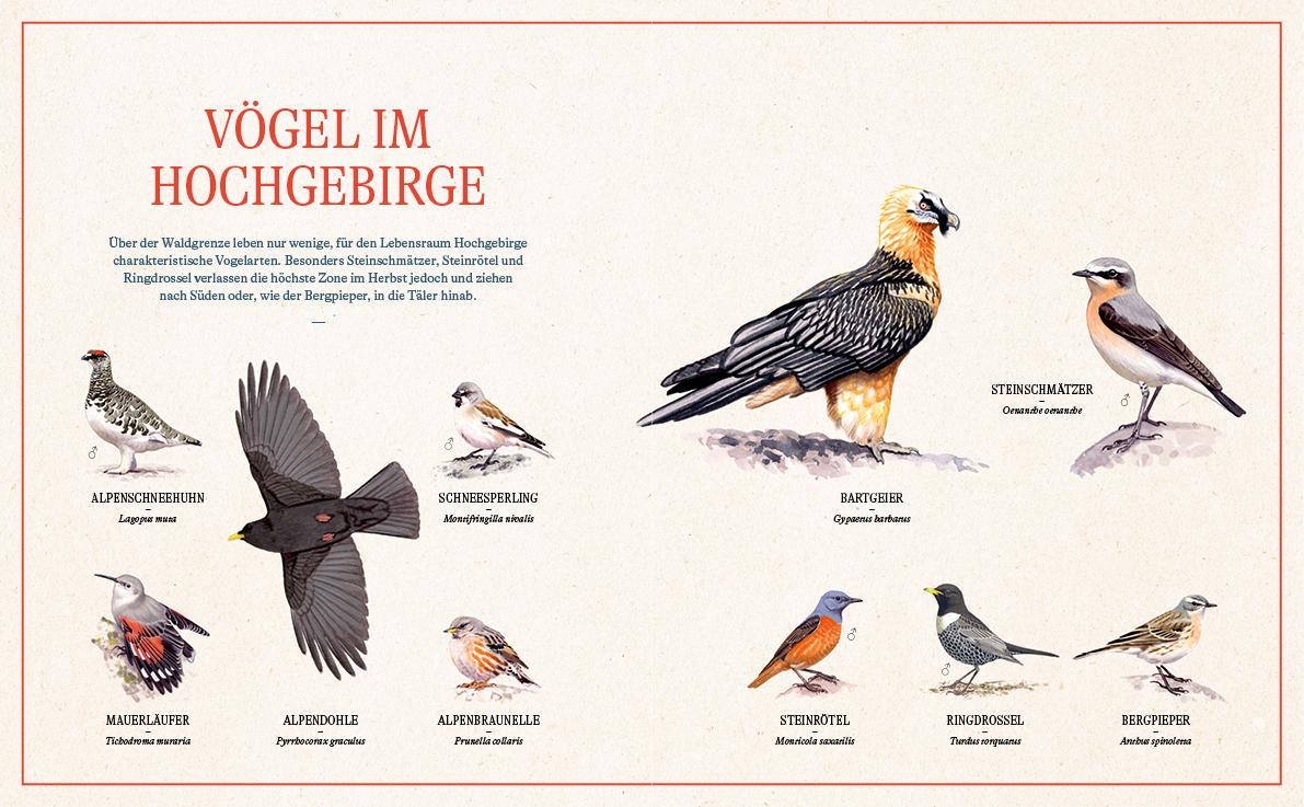 Bild: 9783710402838 | Unsere Vogelwelt | Heimische Arten und ihre Geheimnisse entdecken