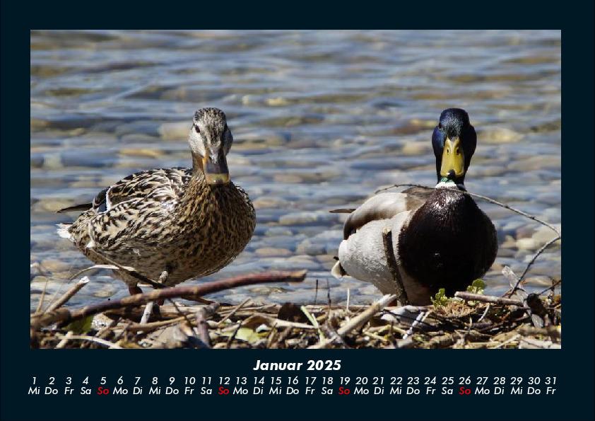 Bild: 9783755990550 | Enten 2025 Fotokalender DIN A4 | Tobias Becker | Kalender | Kalender