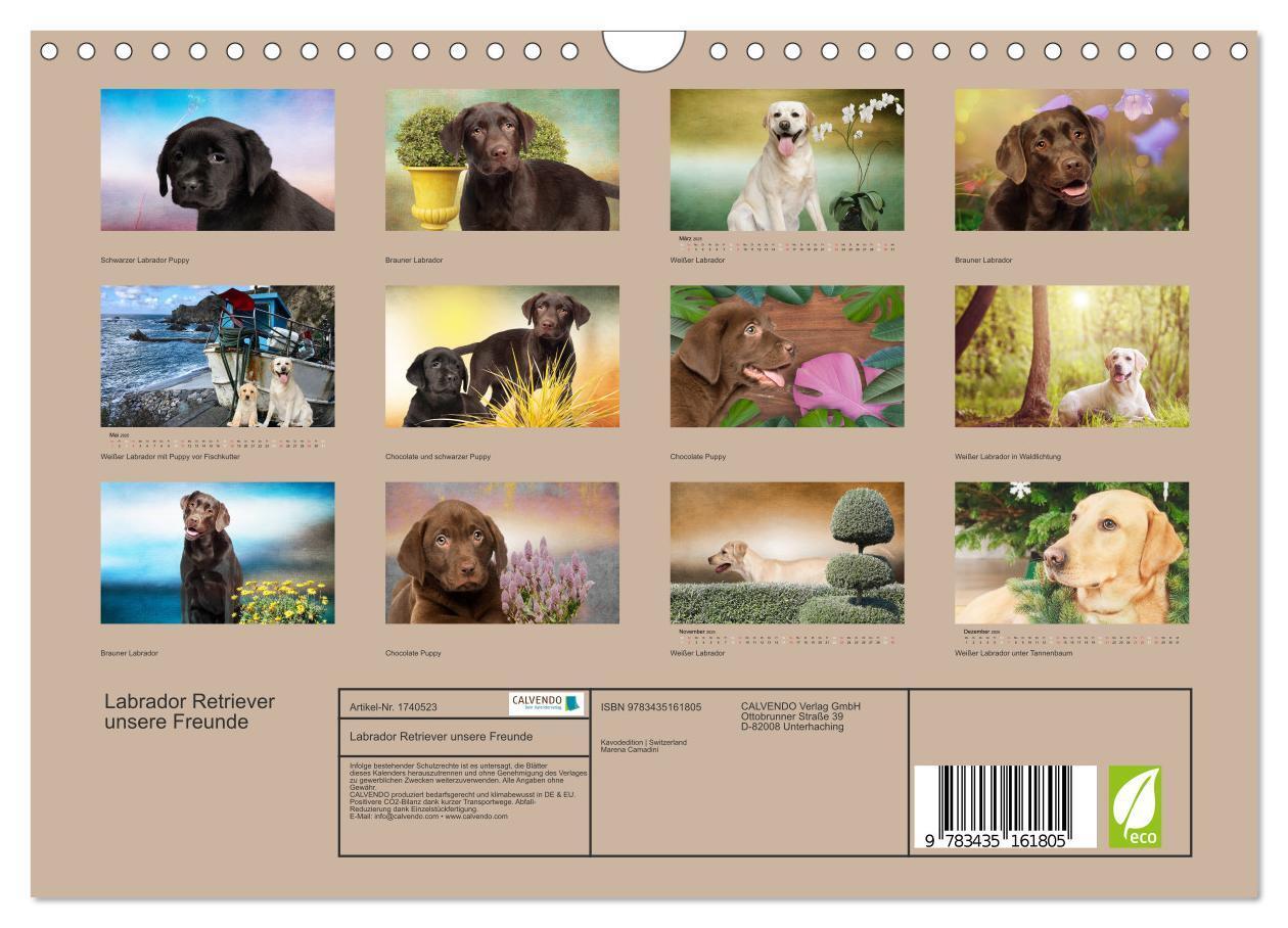 Bild: 9783435161805 | Labrador Retriever unsere Freunde (Wandkalender 2025 DIN A4 quer),...