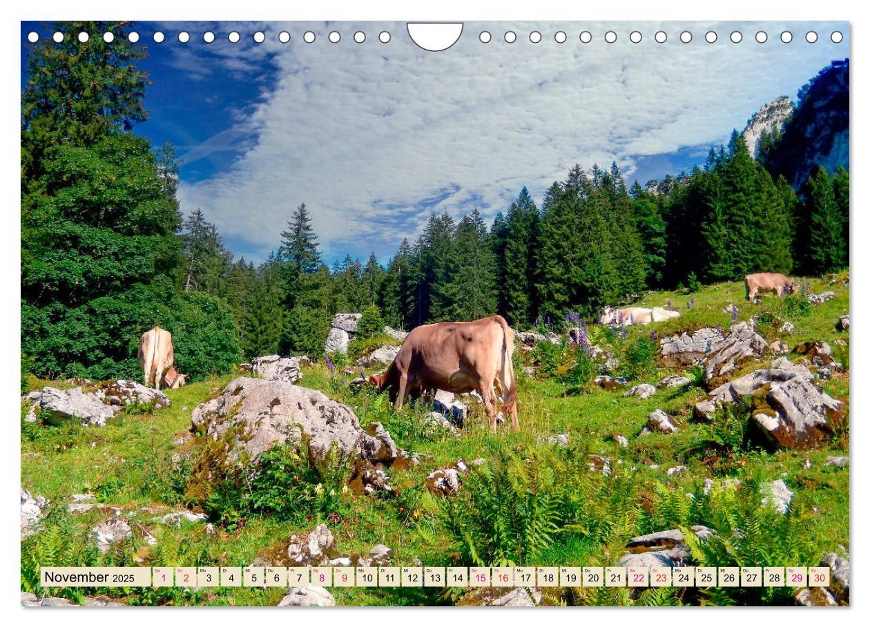 Bild: 9783435119479 | Berg-Kühe, Natur pur - unser schönster Urlaub (Wandkalender 2025...