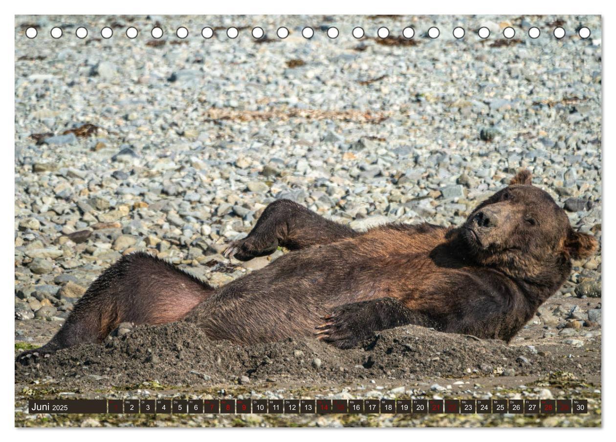 Bild: 9783435186570 | Grizzlybären im Katmai Nationalpark Alaska (Tischkalender 2025 DIN...