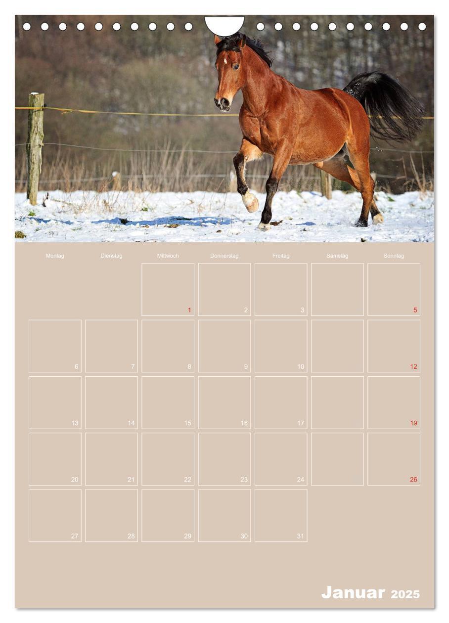 Bild: 9783457065020 | Pferde / Planer (Wandkalender 2025 DIN A4 hoch), CALVENDO...