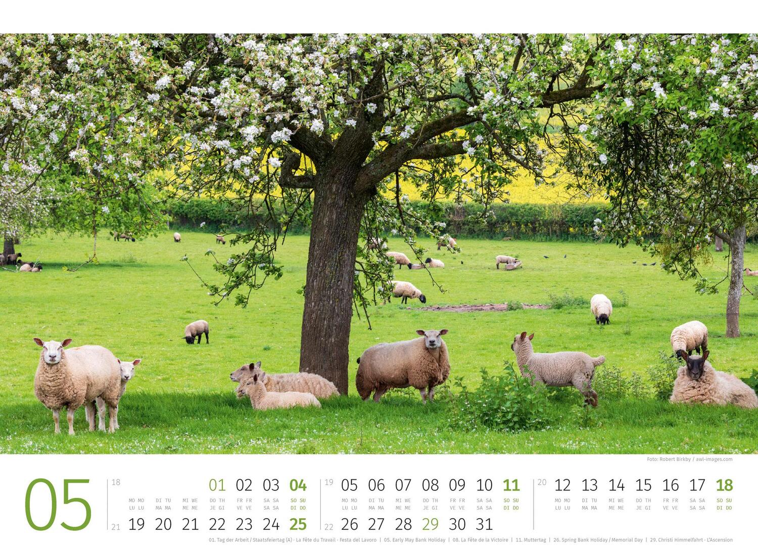 Bild: 9783838425887 | Schafe Kalender 2025 | Ackermann Kunstverlag | Kalender | 14 S. | 2025