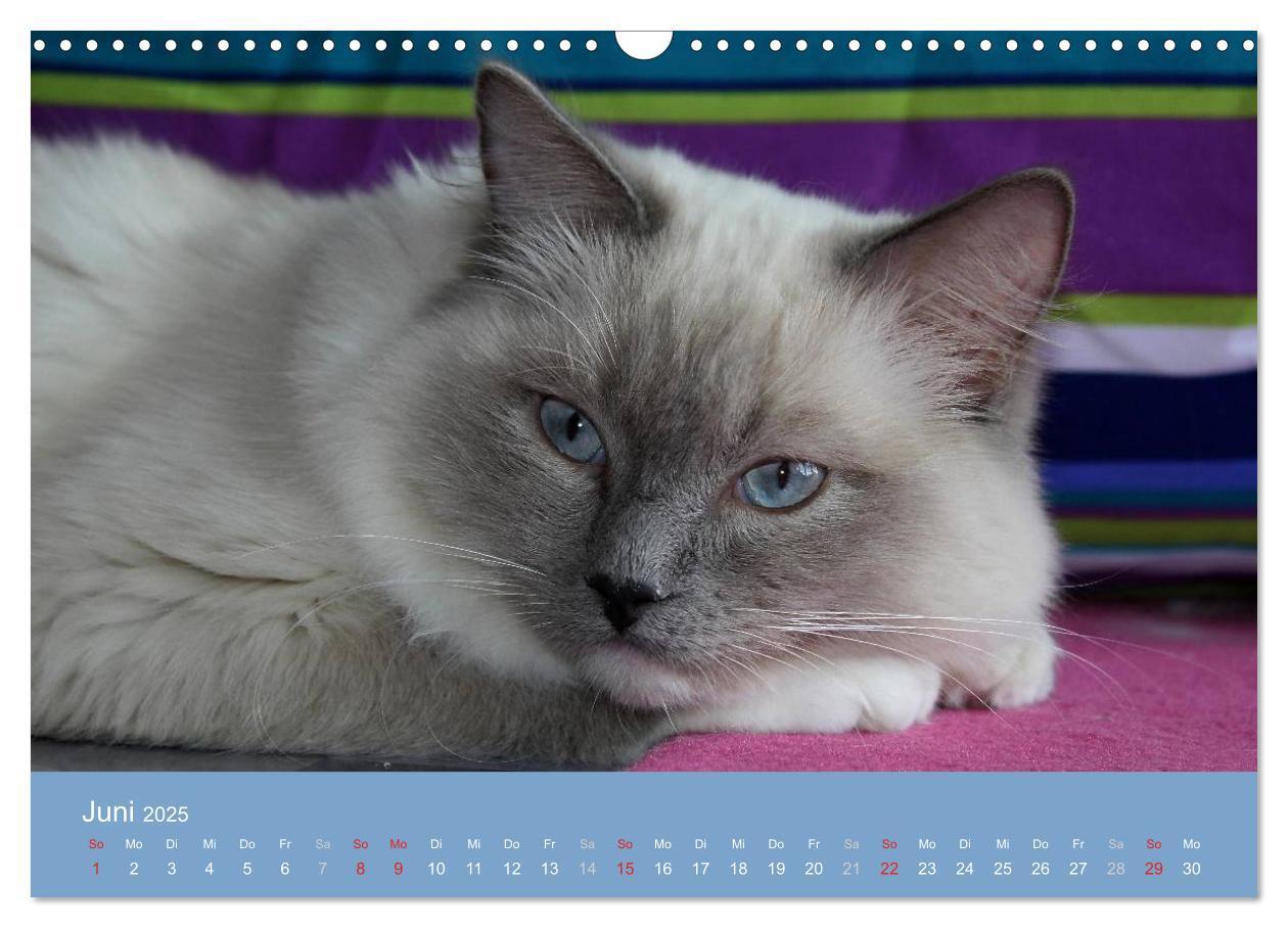 Bild: 9783435745548 | Engel auf 4 Pfoten - Ragdolls 2025 (Wandkalender 2025 DIN A3 quer),...