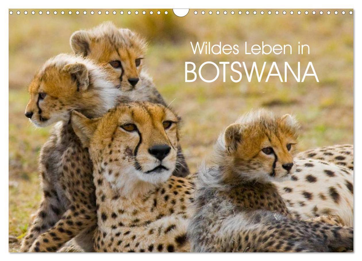 Cover: 9783435491766 | Wildes Leben in Botswana (Wandkalender 2025 DIN A3 quer), CALVENDO...