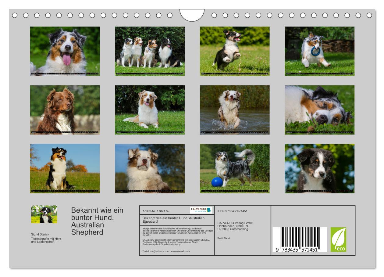 Bild: 9783435571451 | Bekannt wie ein bunter Hund. Australian Shepherd (Wandkalender 2025...