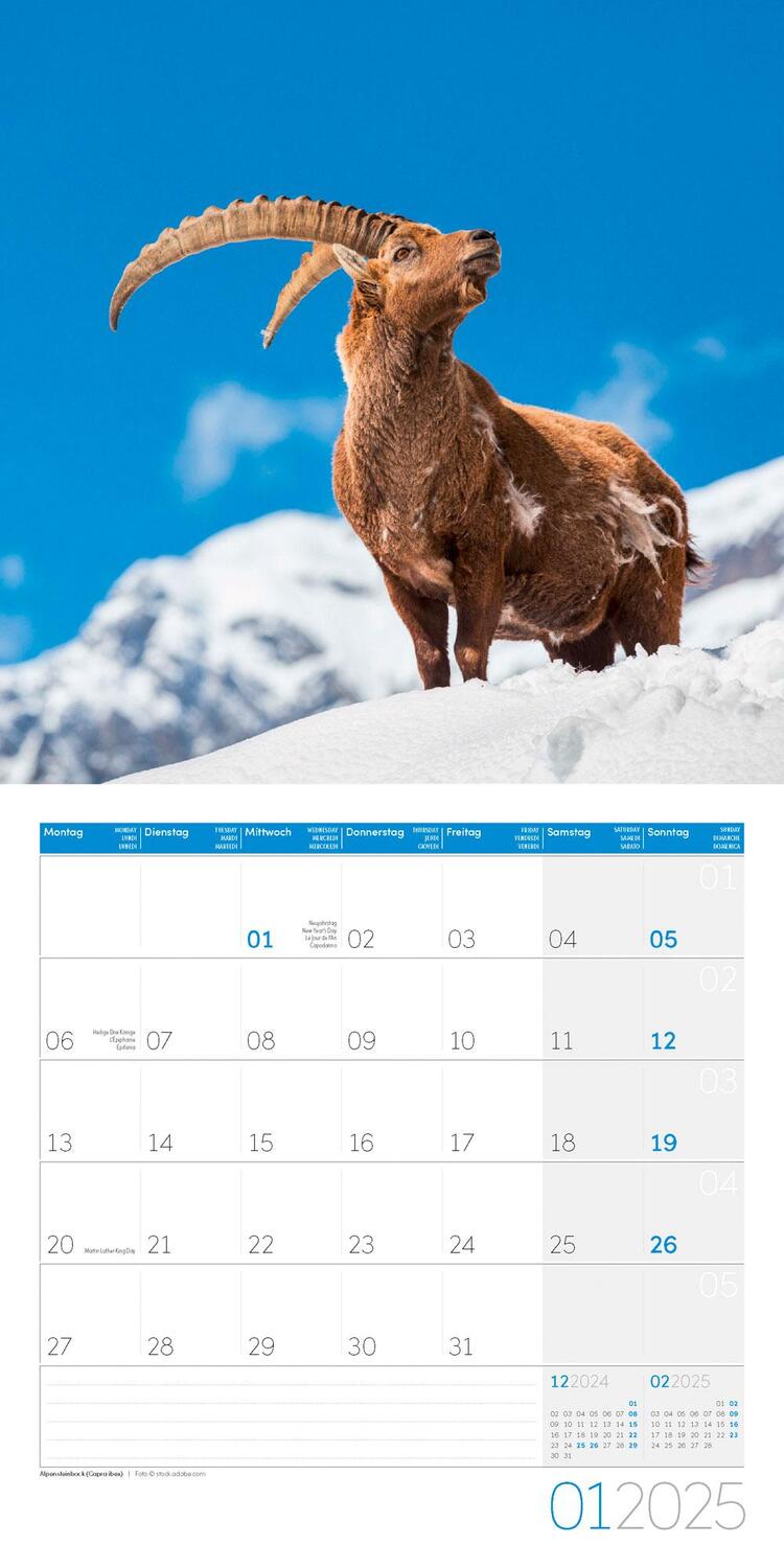 Bild: 9783838445267 | Heimische Wildtiere Kalender 2025 - 30x30 | Ackermann Kunstverlag