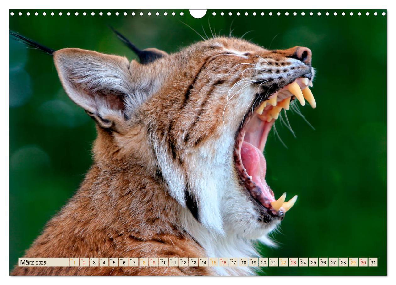 Bild: 9783435118397 | Raubkatze Luchs (Wandkalender 2025 DIN A3 quer), CALVENDO...