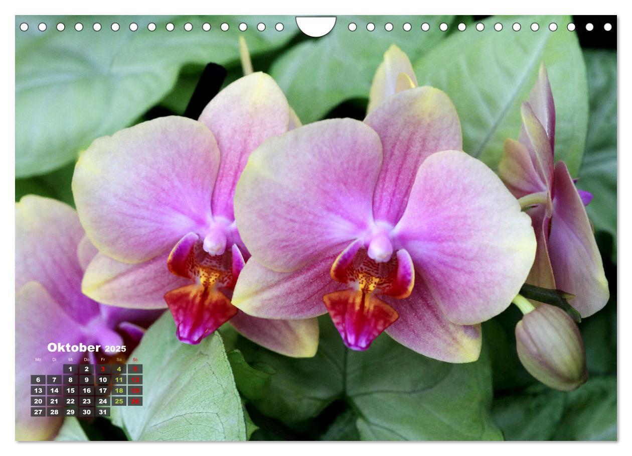 Bild: 9783383778551 | Prächtige Orchideen (Wandkalender 2025 DIN A4 quer), CALVENDO...