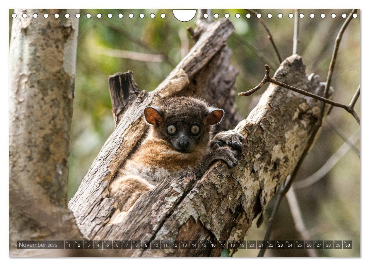 Bild: 9783435282876 | Tierisches Madagaskar (Wandkalender 2025 DIN A4 quer), CALVENDO...