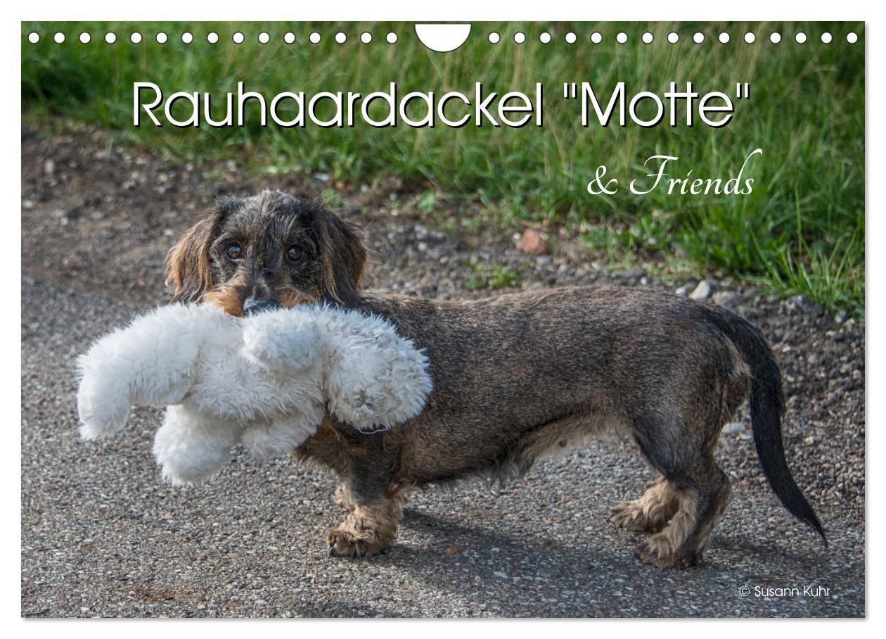 Cover: 9783435282838 | Rauhaardackel Motte &amp; Friends (Wandkalender 2025 DIN A4 quer),...