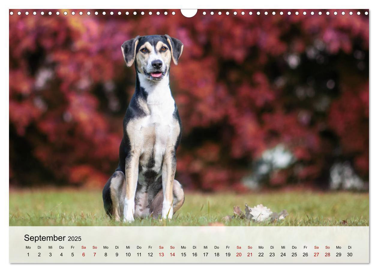 Bild: 9783435180684 | Lousiana Catahoula Leopard (Wandkalender 2025 DIN A3 quer),...