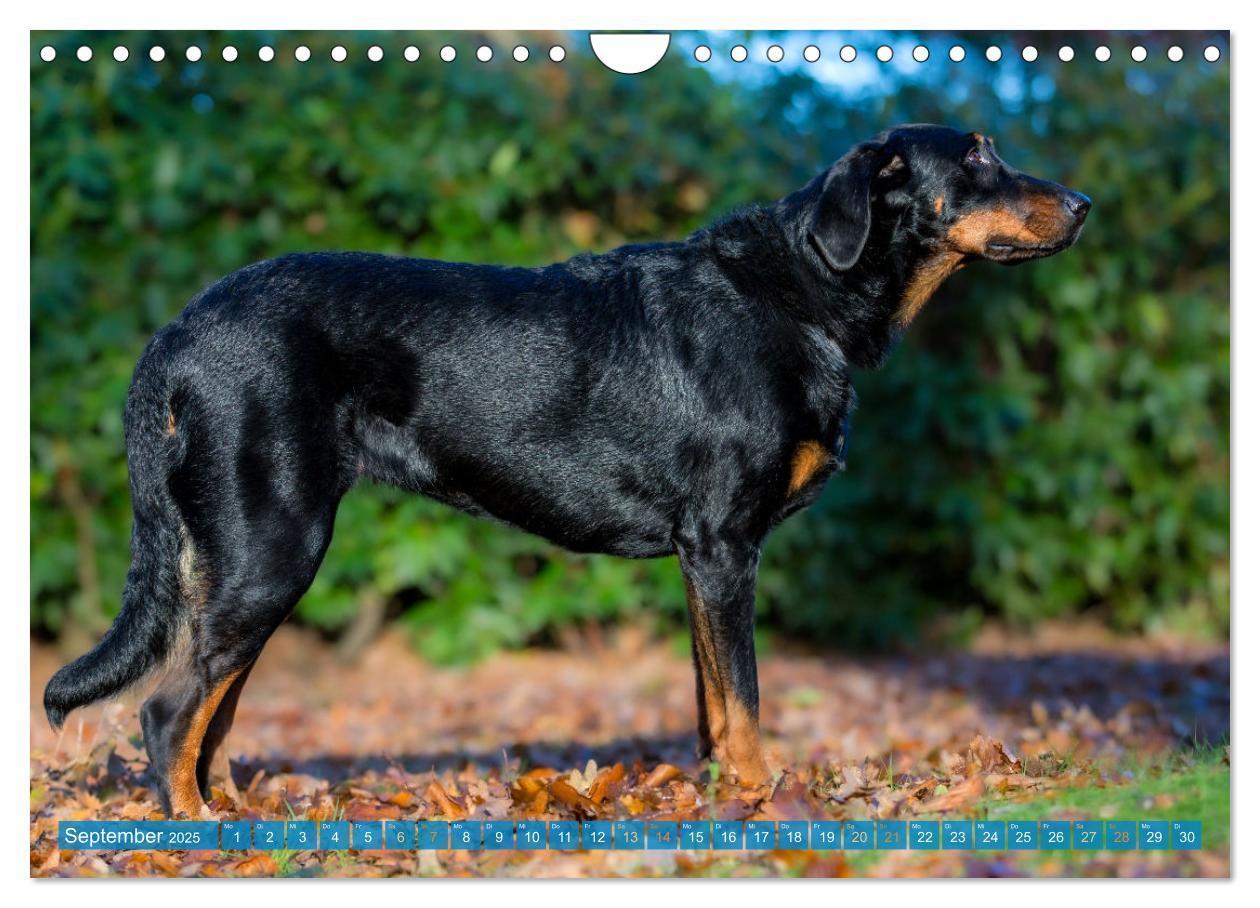 Bild: 9783457197196 | Der Beauceron (Wandkalender 2025 DIN A4 quer), CALVENDO Monatskalender